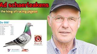 Ad Schaerlaeckens: The Living Legend of Racing Pigeons – Secrets to His Success