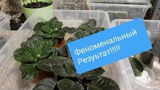 ФЕНОМЕНАЛЬНЫЙ Результат Пересадки!!!!