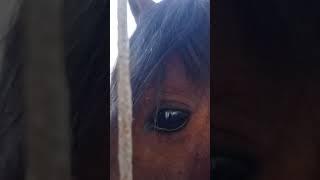 Do you like horses?   Ты любишь лошадей? #horses  #Shorts #shorts video #youtube video