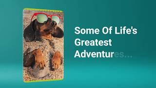  Find Your Adventure Buddy at Petland Pensacola