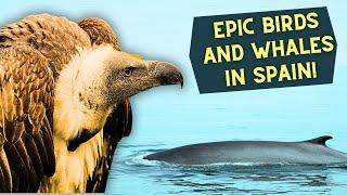 EPIC WILDLIFE TOUR IN SOUTH SPAIN!