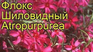 Флокс шиловидный Атропурпуреа. Краткий обзор, описание характеристик phlox subulata Atropurpurea