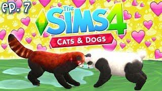 Panda Love - The Sims 4: Raising YouTubers PETS - Ep 7 (Cats & Dogs)