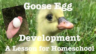 Goose Egg Candling and Basic Development | Educational | Homeschool Lesson for Ag & Science