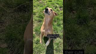 Dingoes are actually QUITE dangerous!!  #dingo #stray Disclaimer, this is an American dingo.