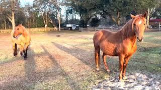 Equine Herd Hierarchy and Respect for Personal Space