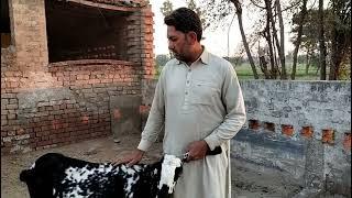 Goat  delivery details | Mein or Mera Punjab