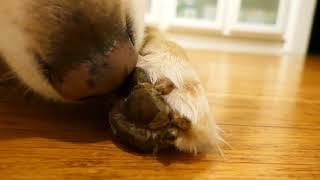 Cute Dog Grooming His Paw For Two Hours - ASMR - English Cream Golden Retriever - LOOPED / REPEATED