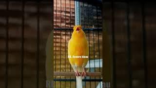 kicau burung kenari gacor || kenari mania || kicau mania || kicau nusantara || canary singing