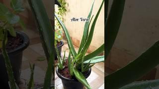 Terrace Garden Making #gardening #vlog #shopping #homegarden #trending