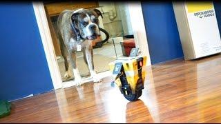 Claptrap terrorizes my dog