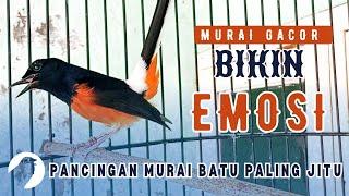 MURAI BATU GACOR PANCINGAN EFEKTIF BIKIN MURAI BATU APAPUN LANGSUNG EMOSI BONGKAR ISIAN