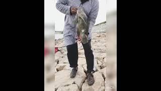 Mashaallah Big Tilapia Fish || Nice Catch by Hamed