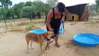 La mirada dulce de Galicia | Animal Rescue España