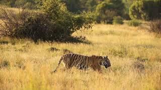 WILD tigers in AFRICA- Shaka & Oria