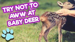 Try Not To Aww At Baby Deer | Funny Animal Compilation | #thatpetlife