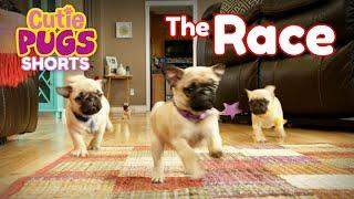 The Race | Cutie Pugs | Animals for Kids