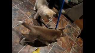 Sweeping with Husky Puppies