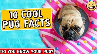 Pug Facts - Pugs 101 -  Facts About Pugs