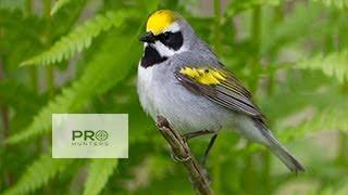 Golden Winged Warbler Bird Sound, Bird Call for Pro Hunters