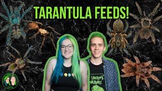 Feeding Time! - Tarantula Eating Extravaganza!