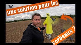 Corbeaux et tournesols, comment faire ???? ‍⬛