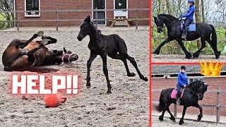 Riding QueenUniek for the last time? Belle in the arena. We're having fun! | Friesian Horses