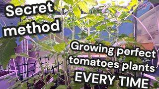 My Secret Method For Growing MASSIVE Indoor Tomatoes