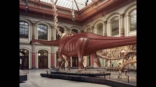 Juraskop: Dinosaurier Diplodocus im Museum für Naturkunde Berlin