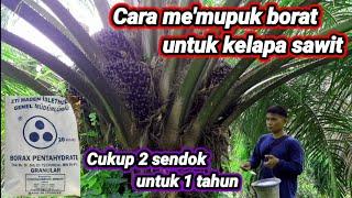 Cara mempupuk borat untuk tanaman kelapa sawit !! cukup 2 sendok dalam satu tahun