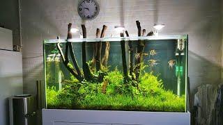 #FAAO #Aquascaping #plantedaquarium Update | 800L Wood stump & Altums | Aquaflora