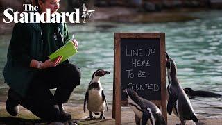 London Zoo embarks on two-day job counting 14,000 animals