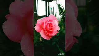 Best Romantic Rose viral video|Good morning flowers WhatsApp status|Best insta story#viral#ytshorts