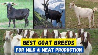 Top 10 Best Goat Breeds for Milk & Meat Production