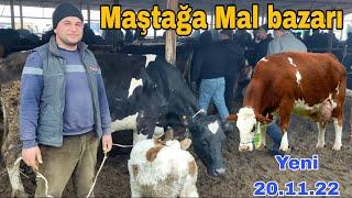 Maştağa Mal bazarı 20.11.22 #mubarizemintv #mastagamalbazari #mastagaqoyunbazari #inək #simental