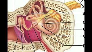 Anatomy | Hearing (Part 1) | The Pathway of Sound up to the Oval Window