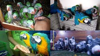 Grey Parrot Breeding Farm in karachi Macaw Cockatoo - parrot hatching eggs @HSNEntertainment