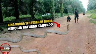 Penemuan Ular Raksasa King Kobra Terbesar di Dunia Ditemukan di Kalimantan!! Panjang 17 Meter...??