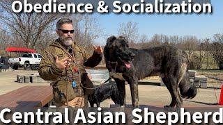 Central Asian Shepherd | Basic Obedience & Socialization Session