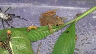 catch and observing insect activity and then releasing it|caterpillar,grasshopper,spider, frog,wasp