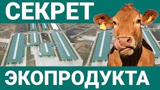 Секрет высокой продуктивности коров СХП «Экопродукт»