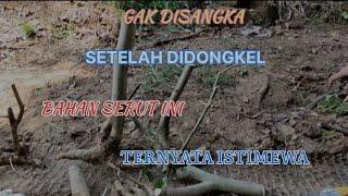 Disini ternyata masih bnyak bahan bonsai serut yg istimewa #bonsaistreblusasper