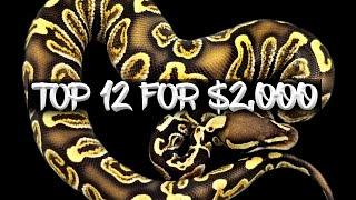 Top 12 Ball Pythons for $2,000