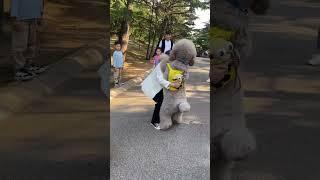 Giant Poodle Afraid of Little Teddy#funnydogs #shorts