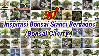 Inspirasi bonsai Sianci (Bonsai cherry)