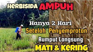 HERBISIDA AMPUH  Sekali Semprot Rumput Langsung Mati dan Kering Sampai Akarnya. 