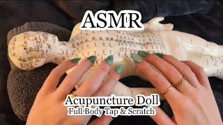 ASMR Full Body Tap & Scratch On The Acupuncture Doll! No Talking