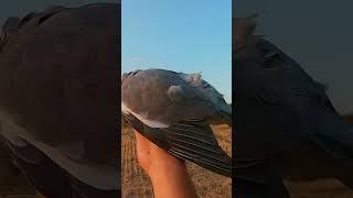 Tahtalı Avı / Wood Pigeon Hunting