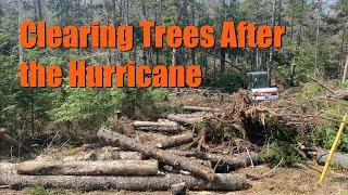 BOBCAT E50 EXCAVATOR & CHAINSAW    **Clearing Trees~Hurricane Damage**