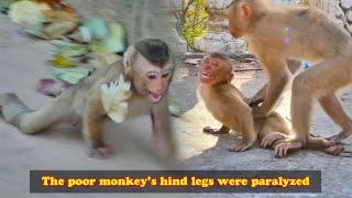 After being bitten by a male monkey, the baby monkey's lower limbs were completely paralyzed